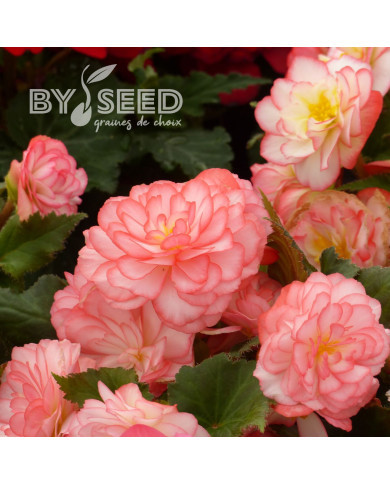 Bégonia tubéreux Non Stop Rose Picotee (graines enrobées)