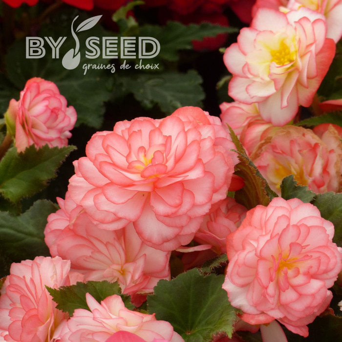 Bégonia tubéreux Non Stop Rose Picotee (graines enrobées)