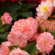 Bégonia tubéreux Non Stop Rose Picotee (graines enrobées)