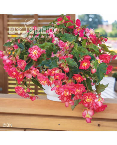 Bégonia tubéreux Non Stop Rose Picotee (graines enrobées)