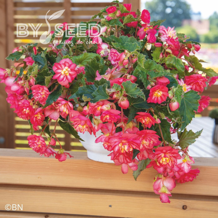 Bégonia tubéreux Non Stop Rose Picotee (graines enrobées)