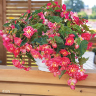 Bégonia tubéreux Non Stop Rose Picotee (graines enrobées)