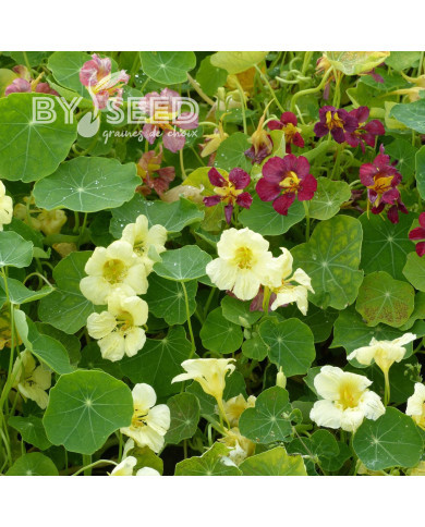 Capucine grimpante Milkmaid