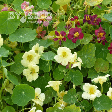 Capucine grimpante Milkmaid