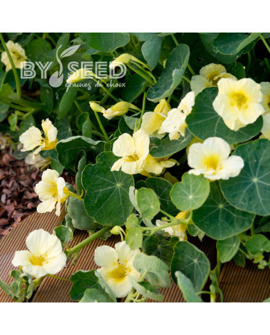 Capucine grimpante Milkmaid