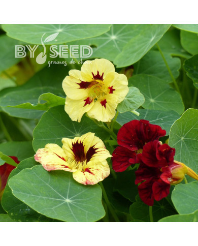 Capucine naine Bloody Mary