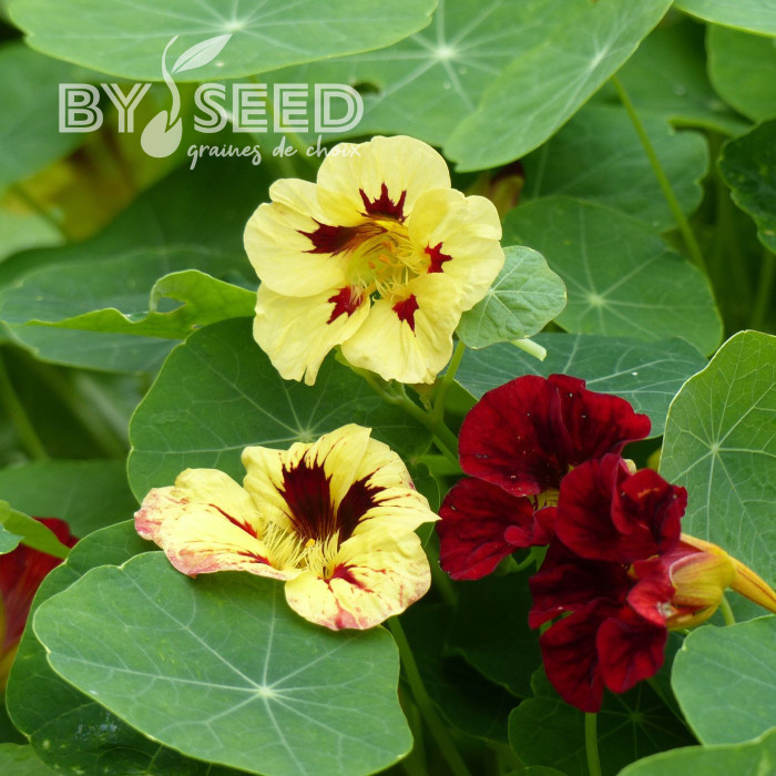 Capucine naine Bloody Mary