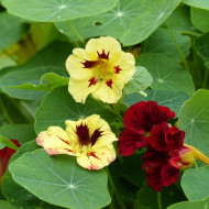 Capucine naine Bloody Mary