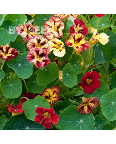 Capucine naine Bloody Mary