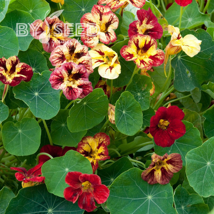 Capucine naine Bloody Mary