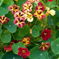 Capucine naine Bloody Mary