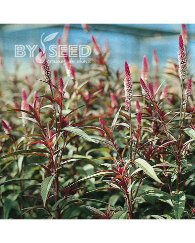 Célosie en épis Flamingo Purple