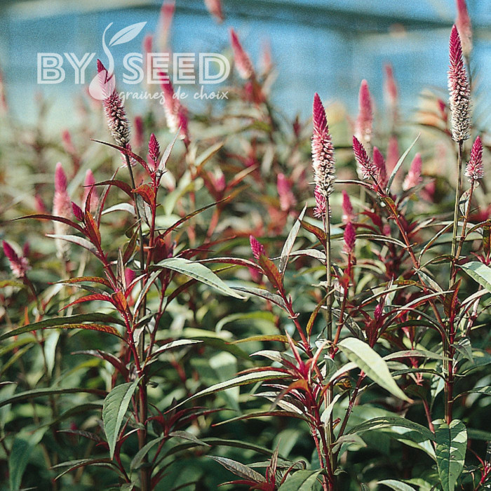 Célosie en épis Flamingo Purple