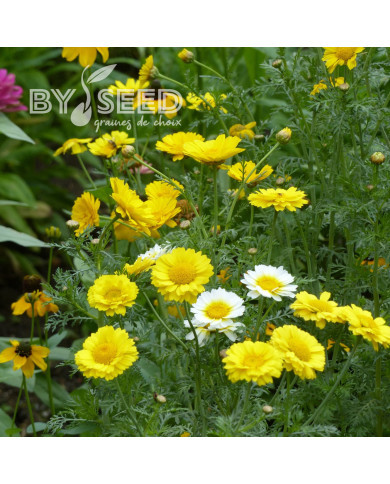 Chrysanthème des jardins Double Mix