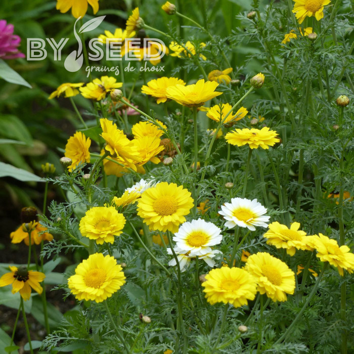 Chrysanthème des jardins Double Mix