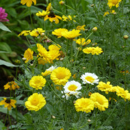 Chrysanthème des jardins Double Mix
