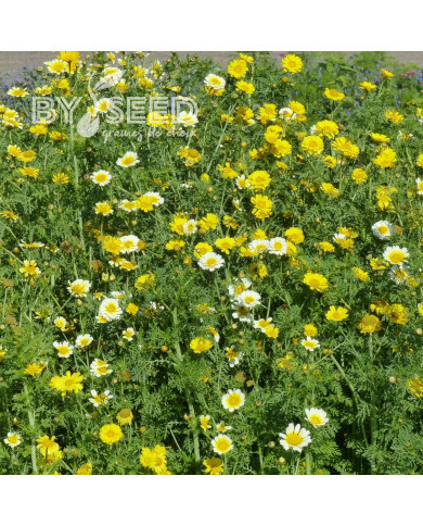 Chrysanthème des jardins Double Mix