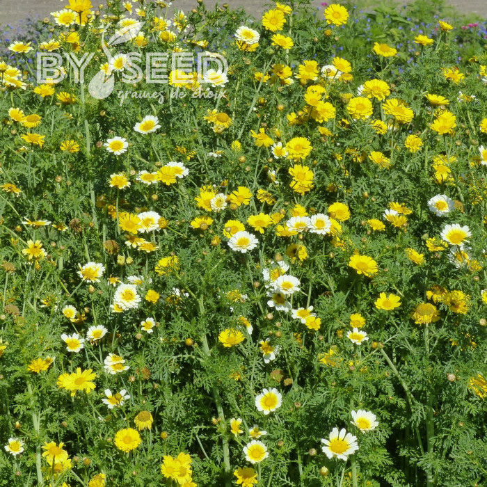 Chrysanthème des jardins Double Mix
