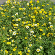Chrysanthème des jardins Double Mix