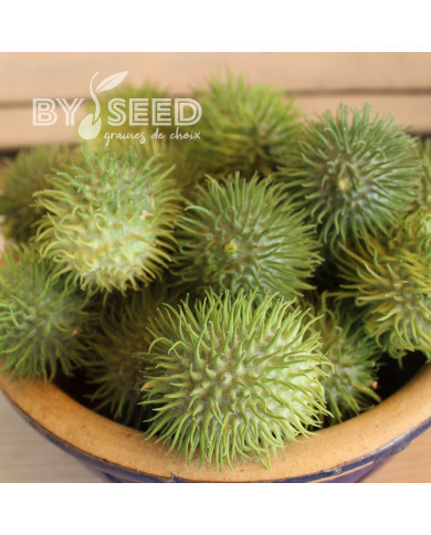 Concombre des Antilles - Cucumis anguria