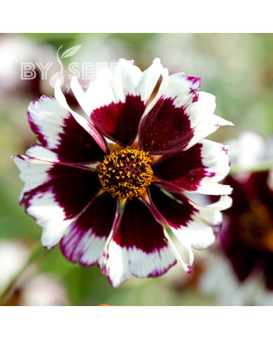 Coréopsis annuel Incredible! Swirl