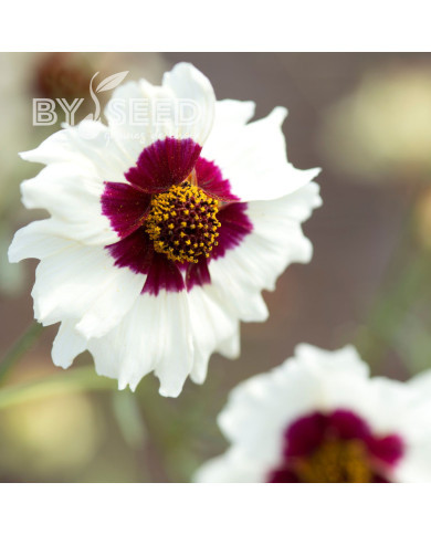 Coréopsis annuel Incredible! Swirl