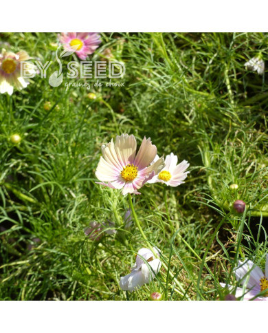 Cosmos Apricot Lemonade
