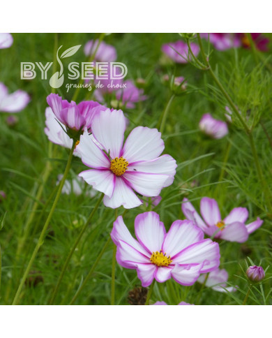 Cosmos Sensation Picotee