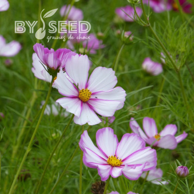 Cosmos Sensation Picotee