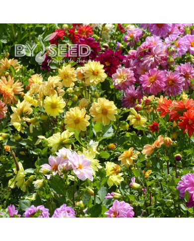 Dahlia nain double Opéra Mix