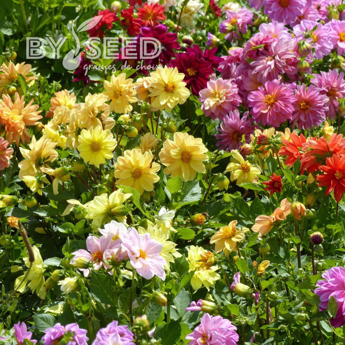 Dahlia nain double Opéra Mix