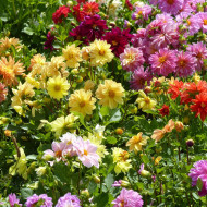Dahlia nain double Opéra Mix