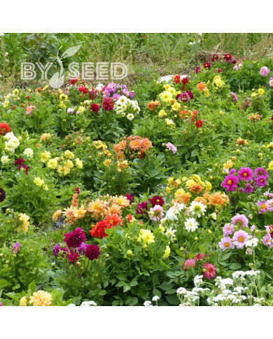 Dahlia nain double Opéra Mix