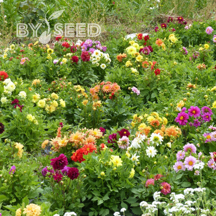 Dahlia nain double Opéra Mix