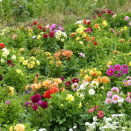 Dahlia nain double Opéra Mix
