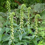 Digitale lutea