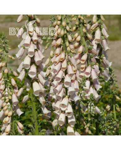 Digitale purpurea Apricot