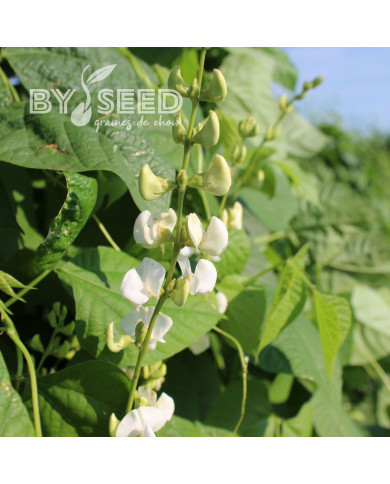 Dolique - Dolichos lablab Silver Moon