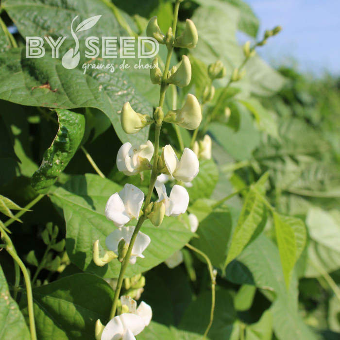 Dolique - Dolichos lablab Silver Moon