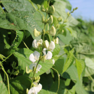 Dolique - Dolichos lablab Silver Moon