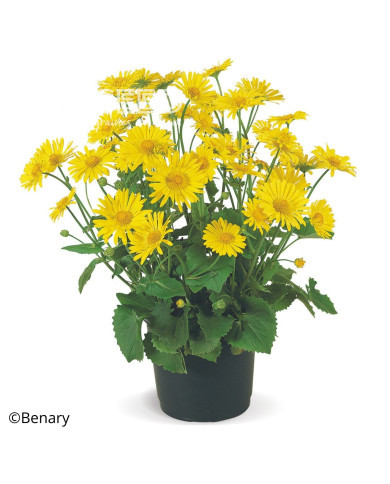 Doronic orientale Little Leo