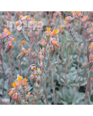 Echeveria Urban Orange (graines enrobées)