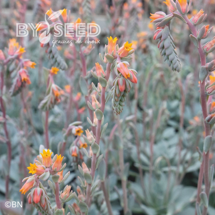 Echeveria Urban Orange (graines enrobées)
