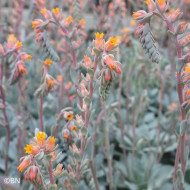 Echeveria Urban Orange (graines enrobées)