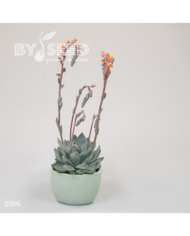 Echeveria Urban Orange (graines enrobées)