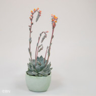 Echeveria Urban Orange (graines enrobées)