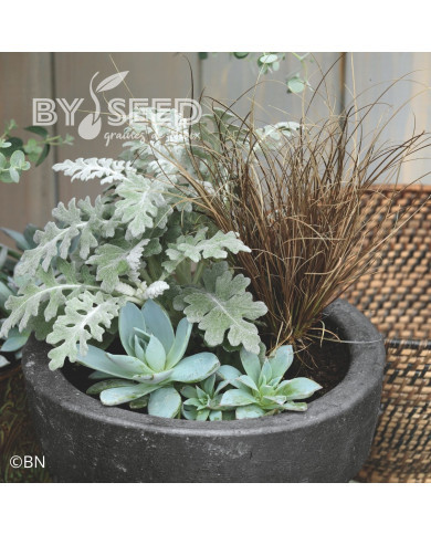 Echeveria Urban Orange (graines enrobées)