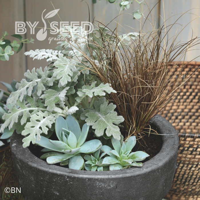 Echeveria Urban Orange (graines enrobées)