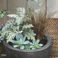 Echeveria Urban Orange (graines enrobées)