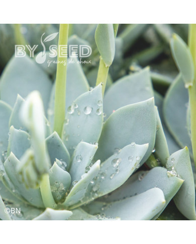 Echeveria Urban Yellow (graines enrobées)